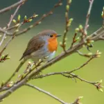 Fugl krydsord - hvordan løser man det?