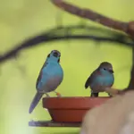 Hvor kan man købe vildtfuglefoder?